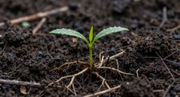 growth feels slow initially
