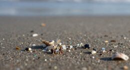 microplastics growing environmental concern