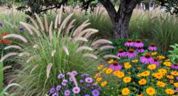 native plants support ecosystems