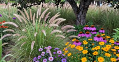 native plants support ecosystems