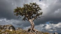 understanding resilience in research